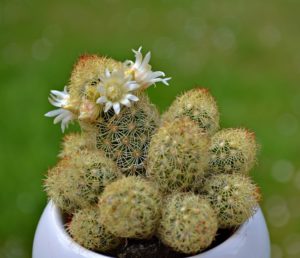 cactus-1347751_960_720