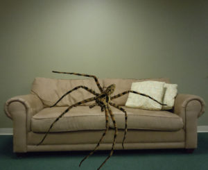 spidercrashesoncouch