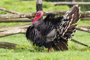 turkey-bird-1422447551nst